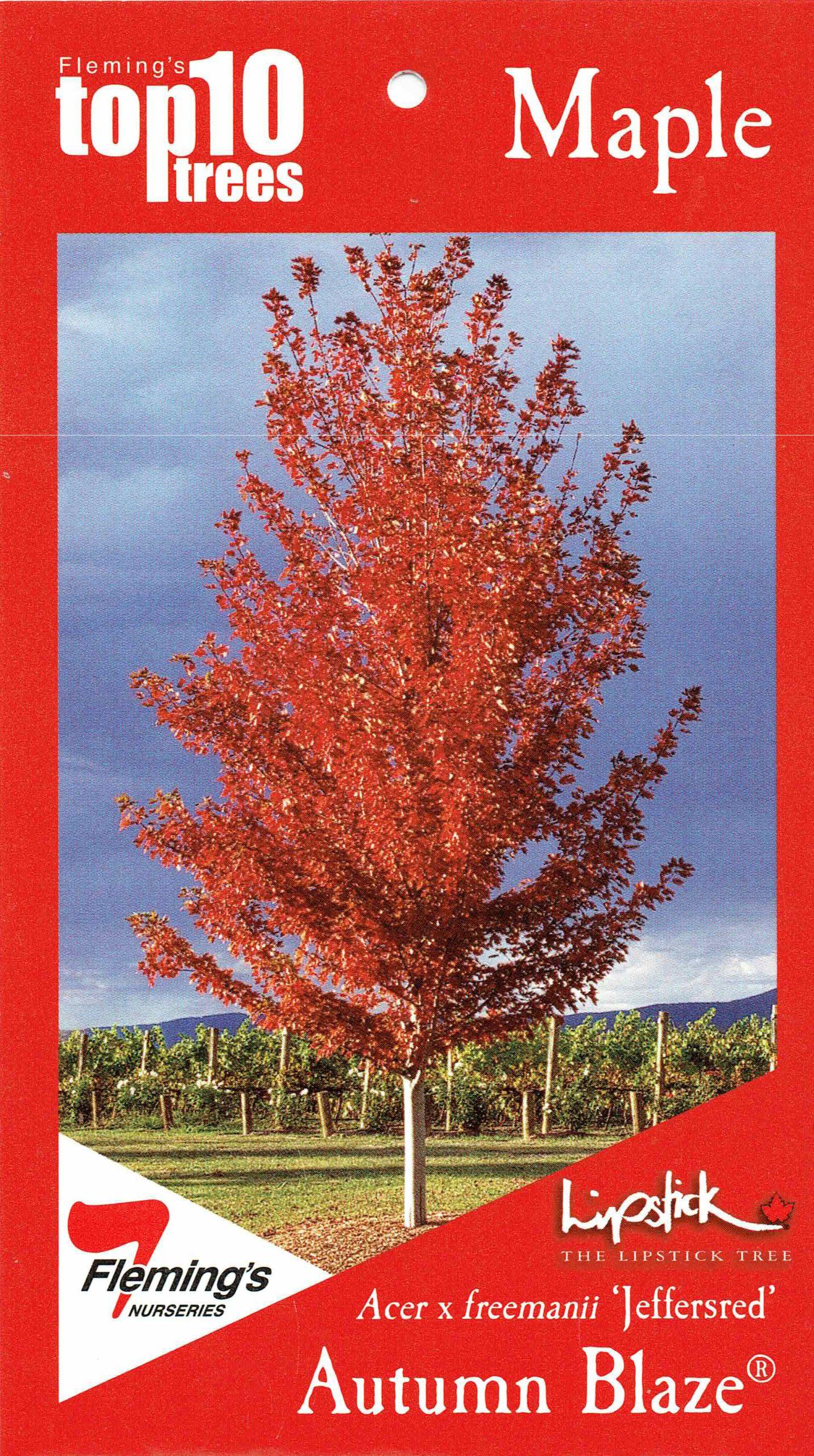 Acer X Freemanii 'autumn Blaze' - View 14 from www redcrocus com