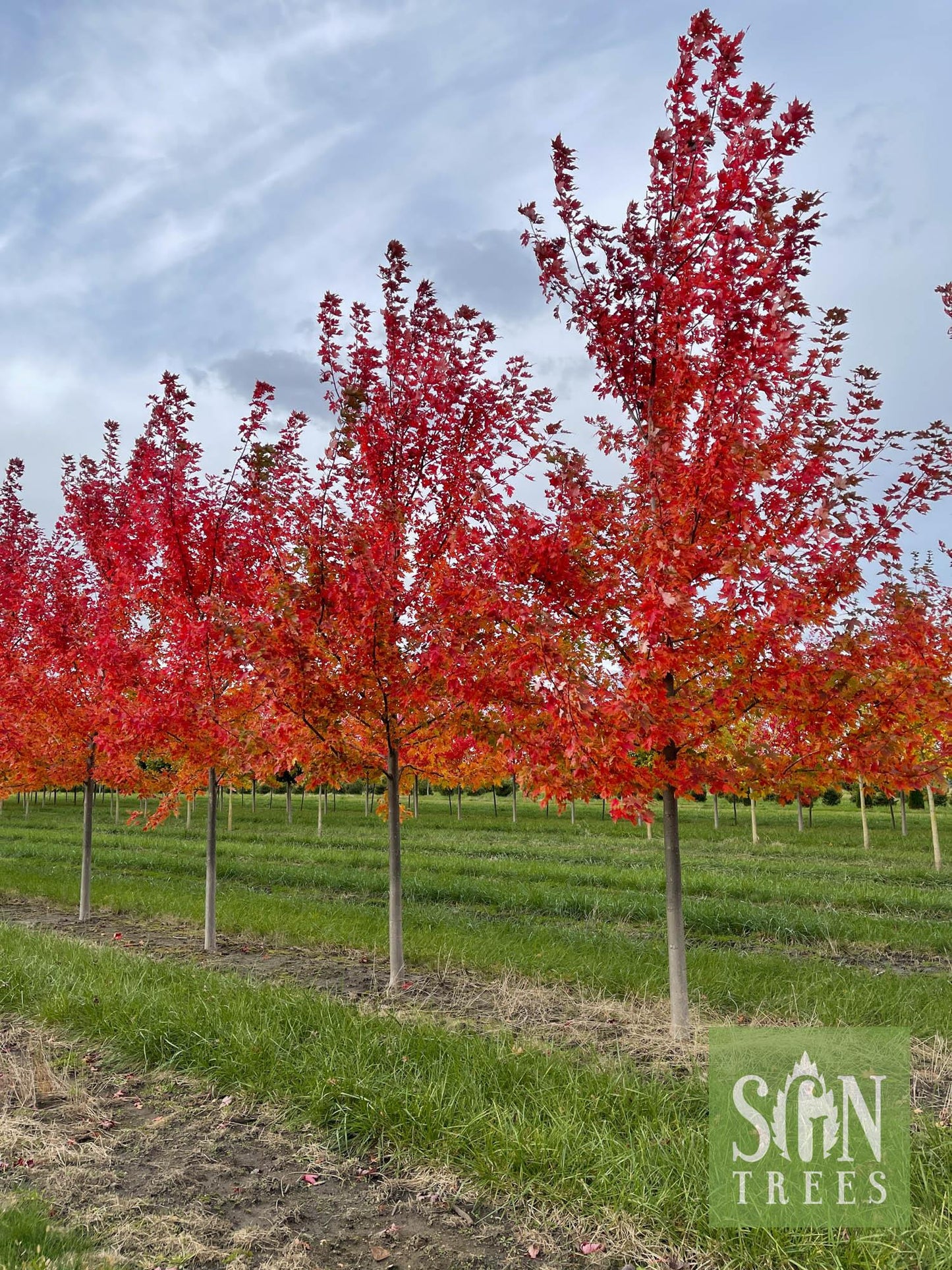 Acer X Freemanii 'autumn Blaze' - View 18 from www redcrocus com