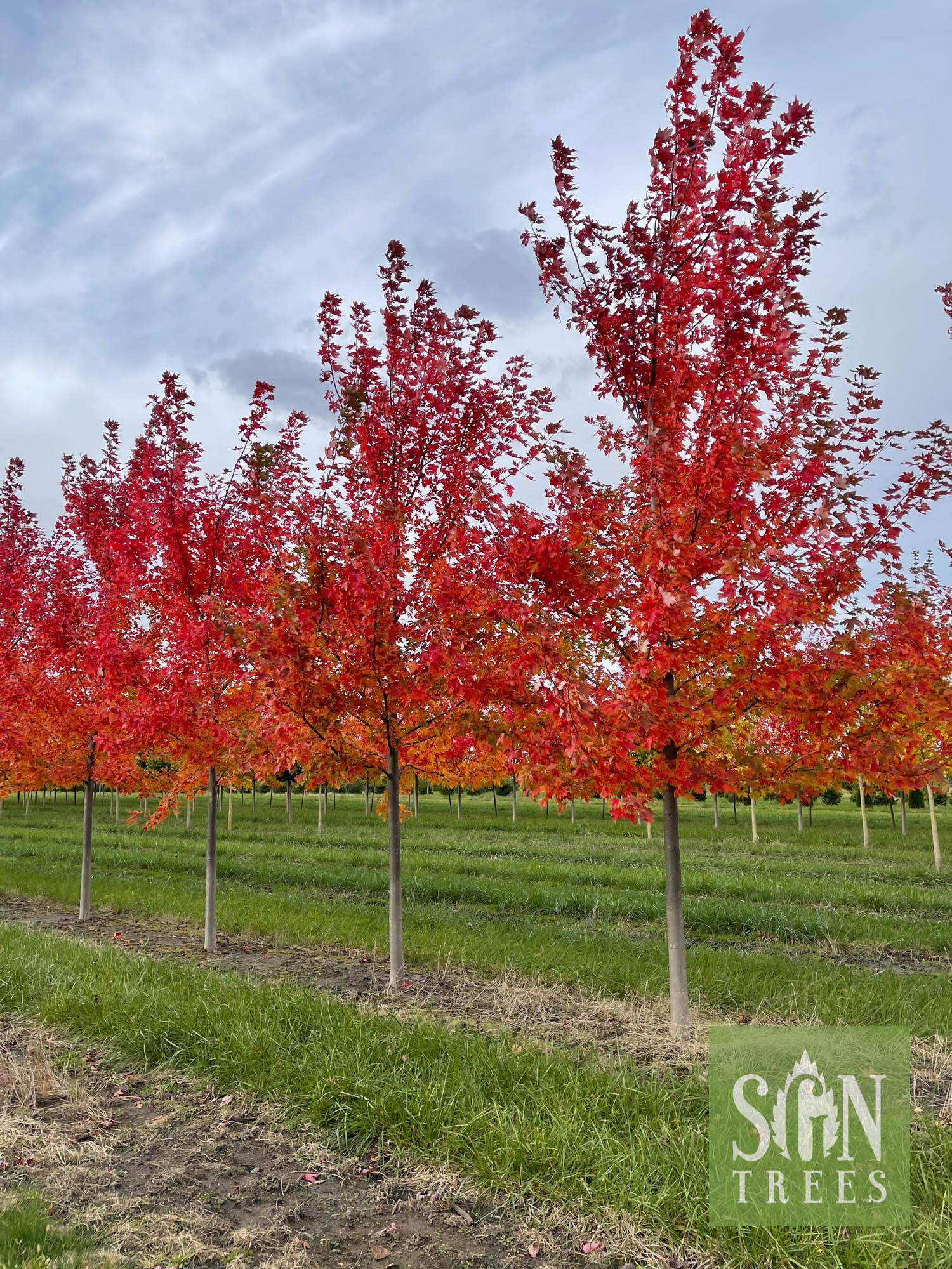 Acer X Freemanii 'autumn Blaze' - View 18 from www redcrocus com