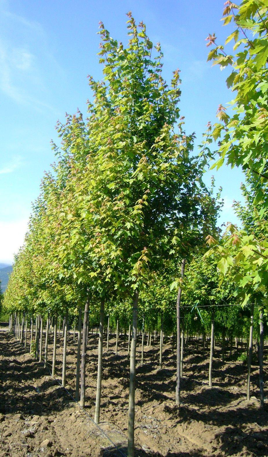 Acer X Freemanii 'autumn Blaze' - View 27 from www redcrocus com