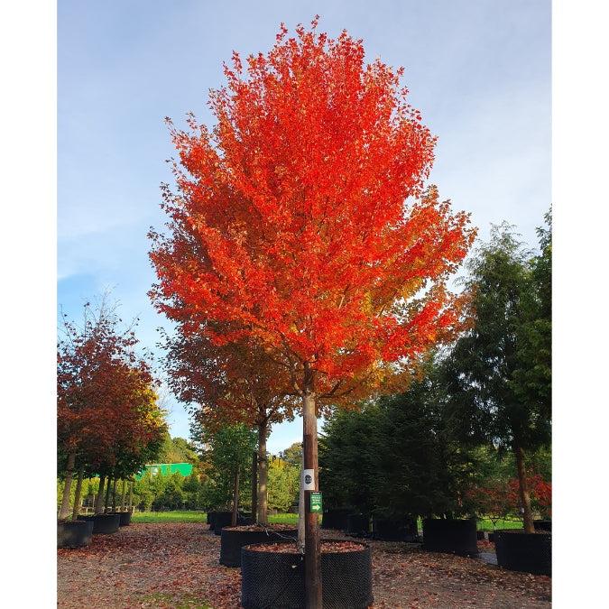 Acer X Freemanii 'autumn Blaze' - View 28 from www redcrocus com