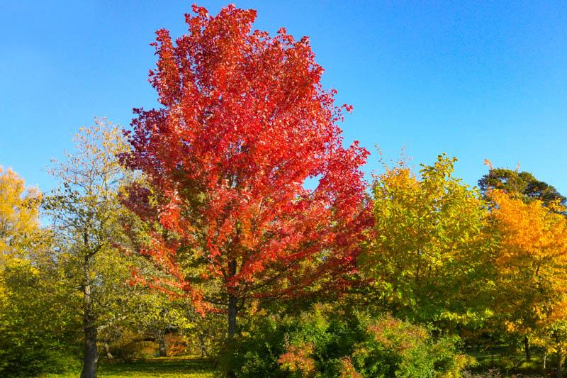 Acer X Freemanii 'autumn Blaze' - View 32 from www redcrocus com