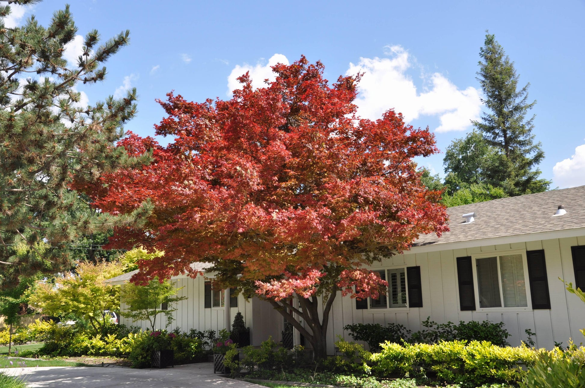 Acer X Freemanii 'autumn Blaze' - View 36 from www redcrocus com