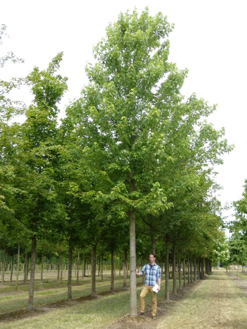Acer X Freemanii 'autumn Blaze' - View 38 from www redcrocus com