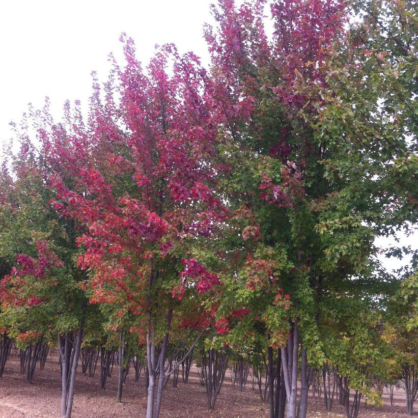 Acer X Freemanii 'autumn Blaze' - View 5 from www redcrocus com