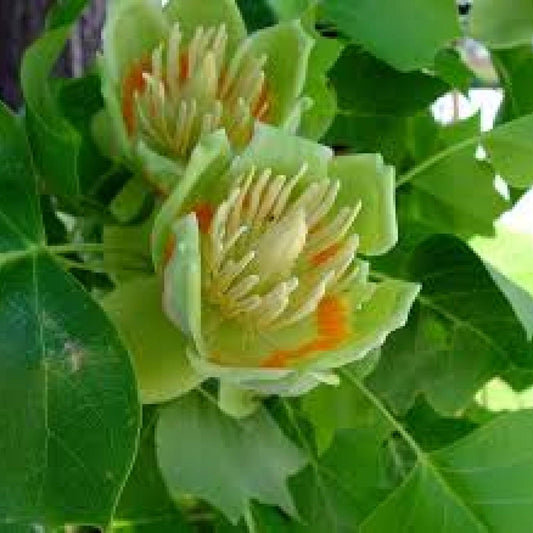 Liriodendron Tulipifera - View 10 from www redcrocus com