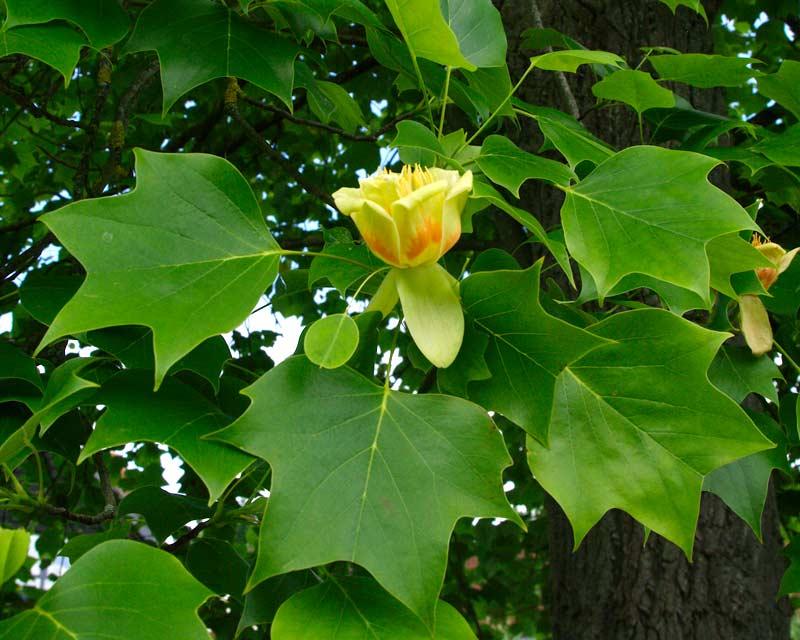 Liriodendron Tulipifera - View 12 from www redcrocus com