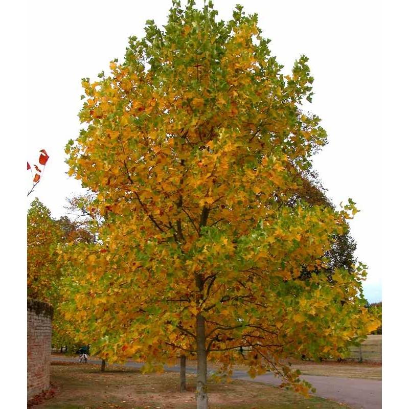 Liriodendron Tulipifera - View 13 from www redcrocus com