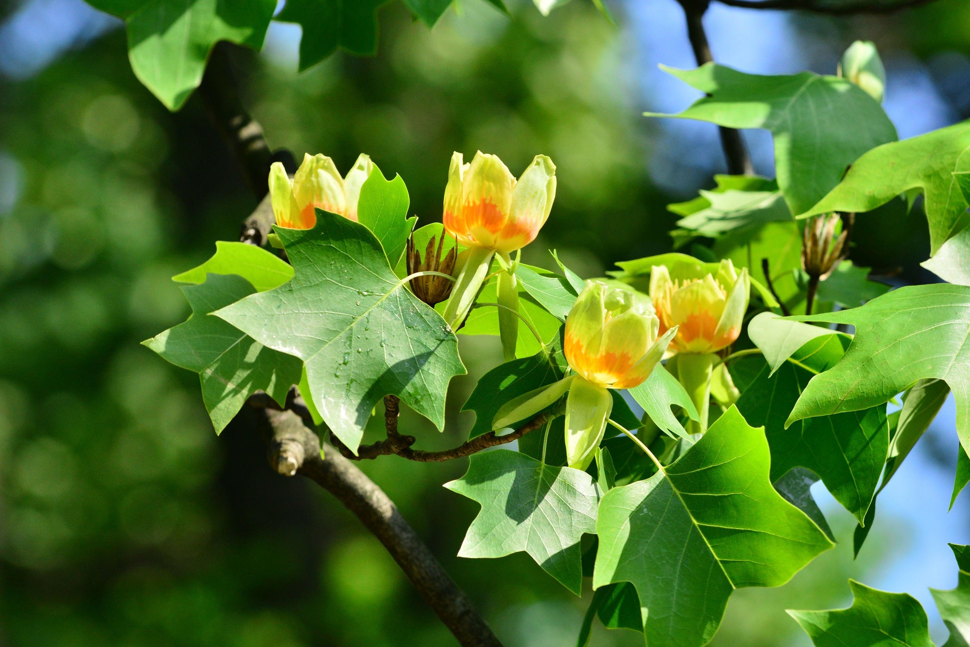 Liriodendron Tulipifera - View 14 from www redcrocus com