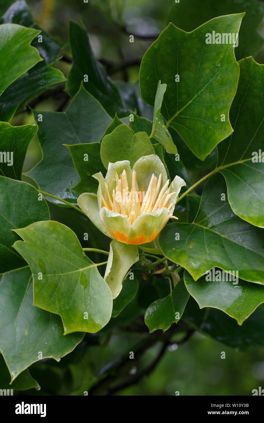 Liriodendron Tulipifera - View 15 from www redcrocus com