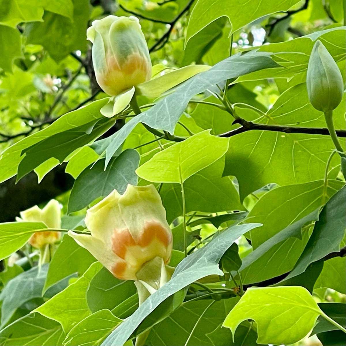 Liriodendron Tulipifera - View 16 from www redcrocus com