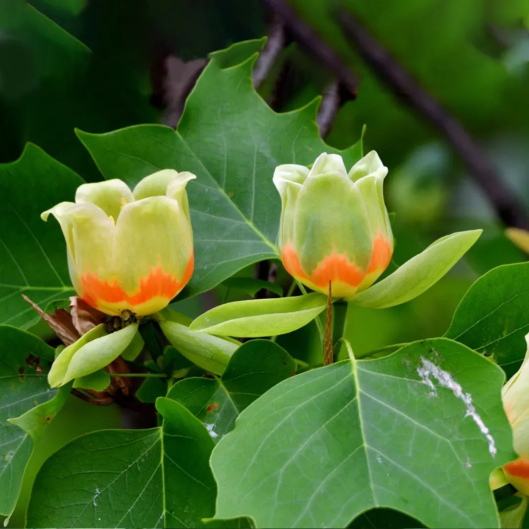 Liriodendron Tulipifera - View 19 from www redcrocus com