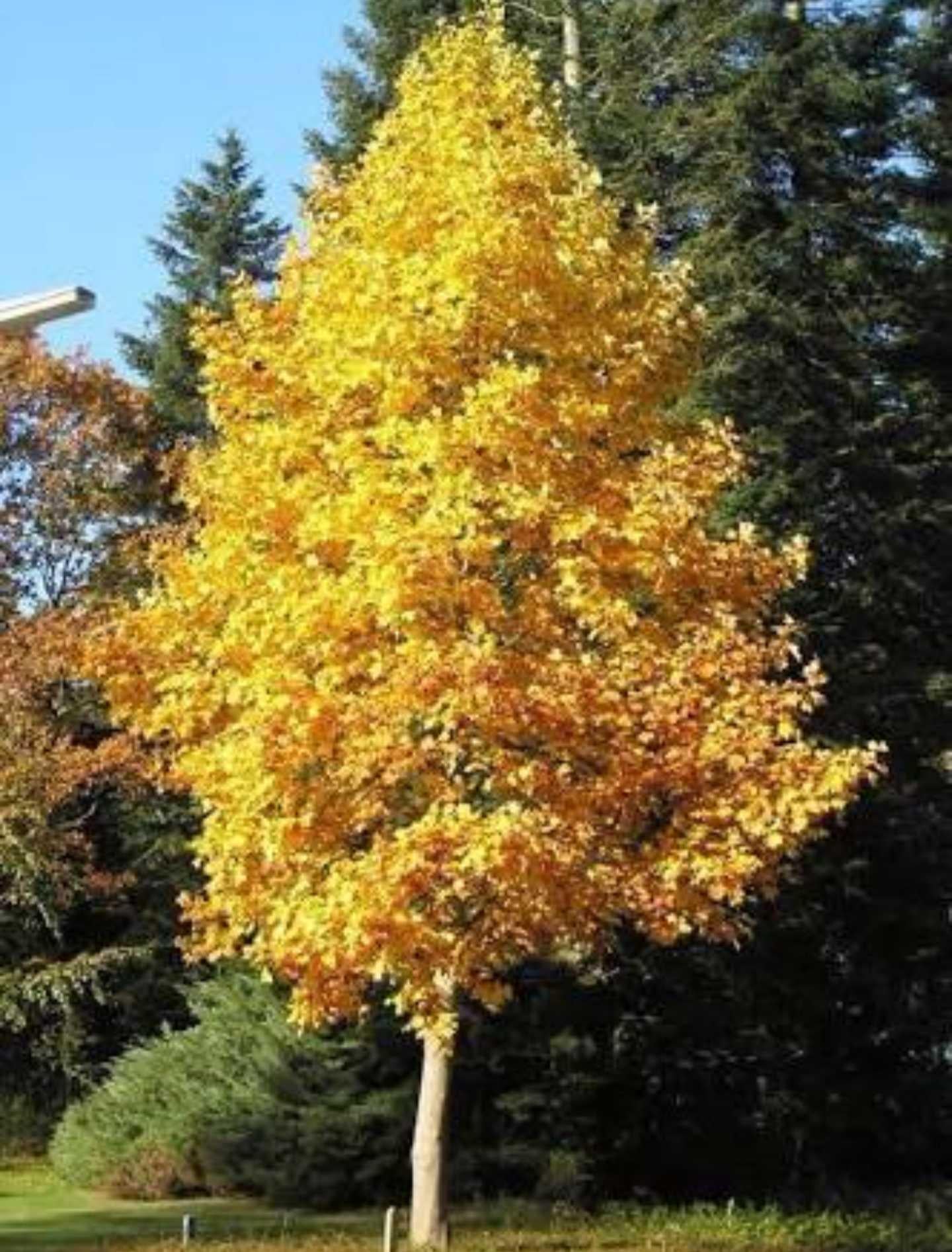 Liriodendron Tulipifera - View 1 from www redcrocus com