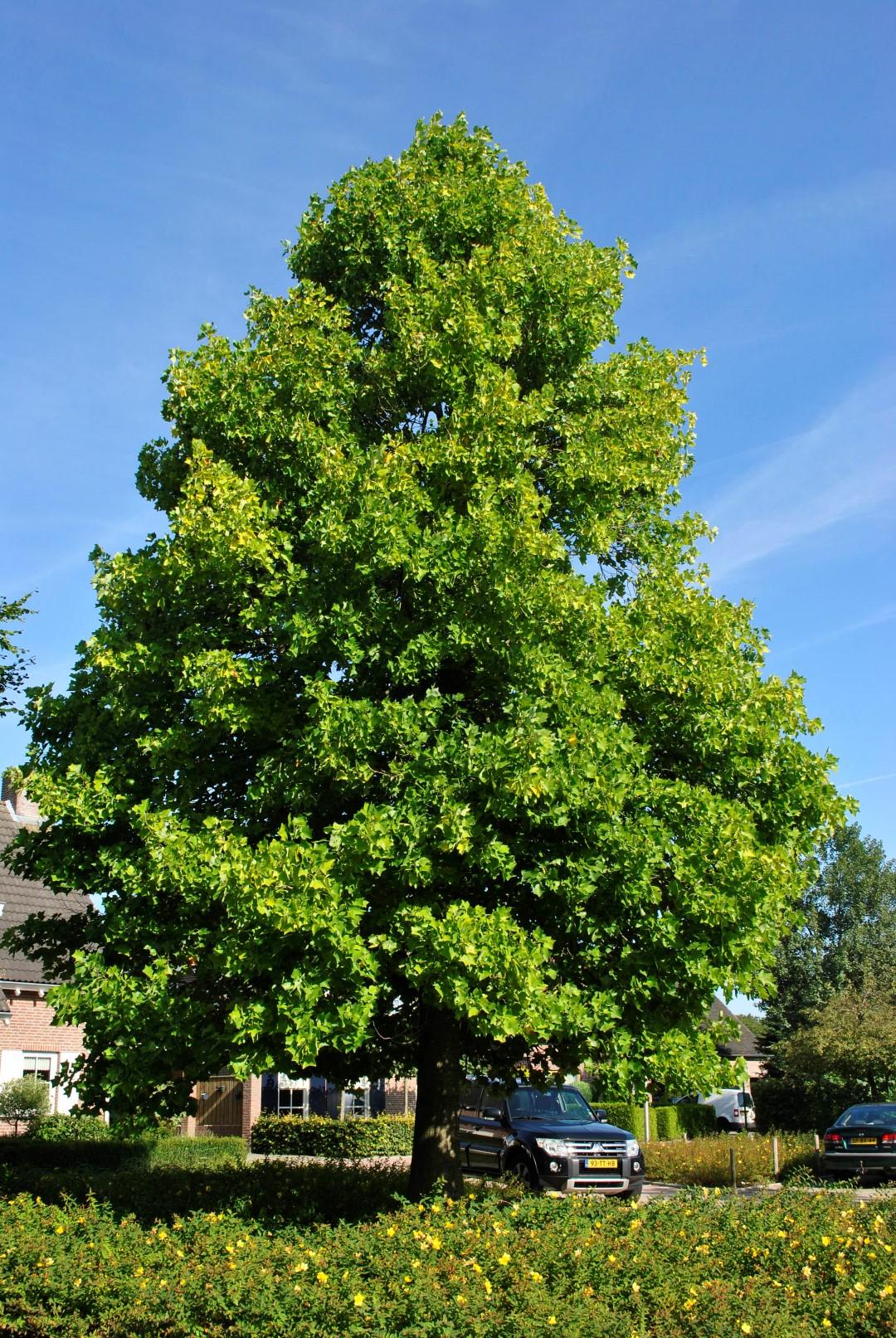 Liriodendron Tulipifera - View 5 from www redcrocus com