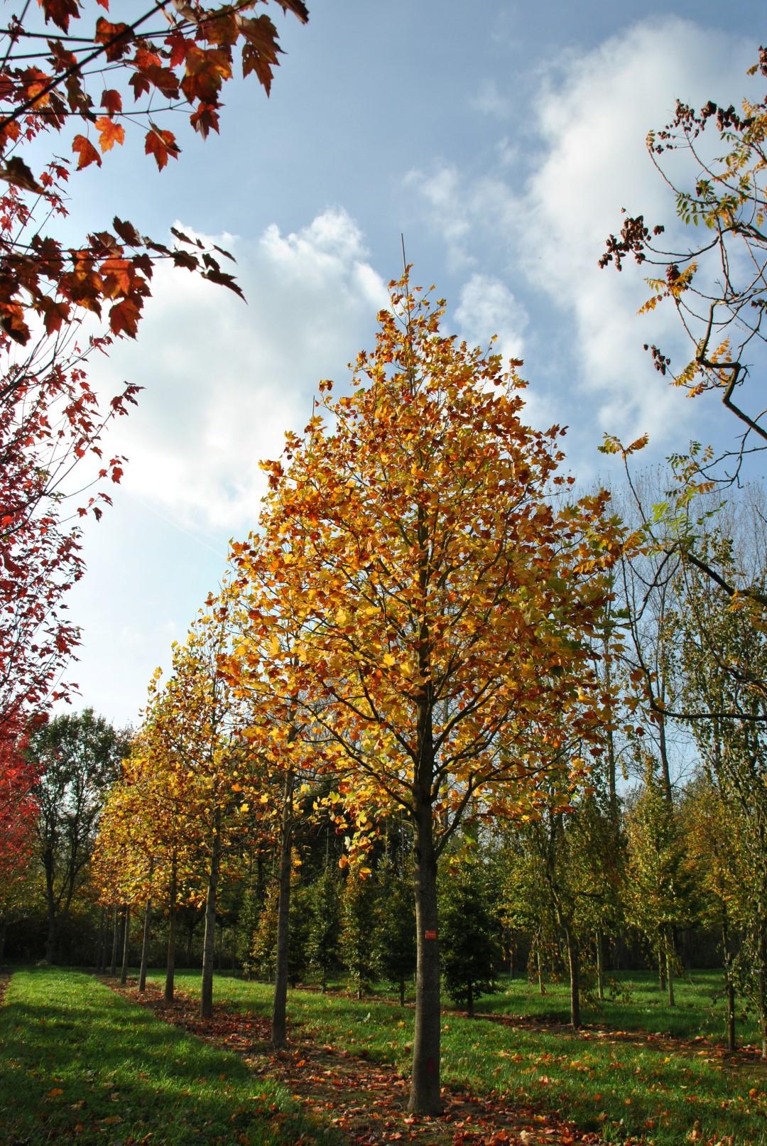 Liriodendron Tulipifera - View 9 from www redcrocus com