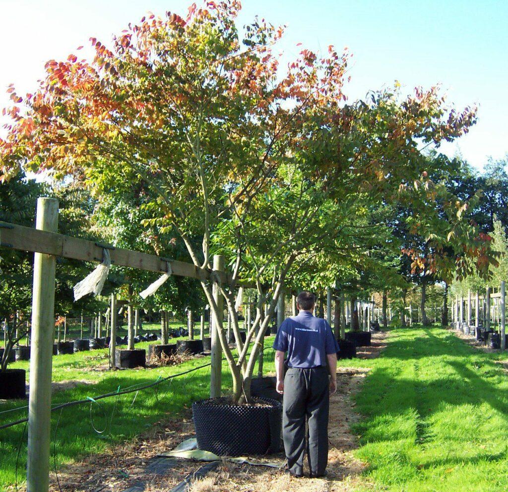 Zelkova Serrata Green Vase - View 13 from www redcrocus com