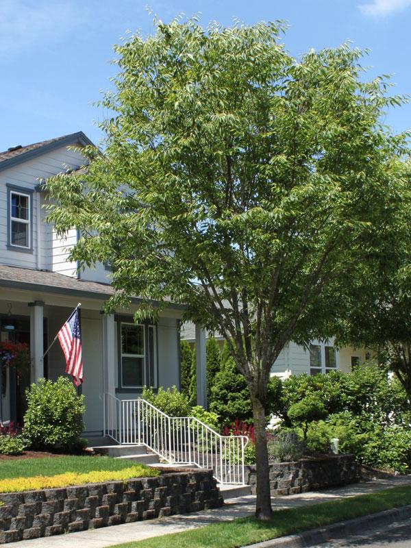 Zelkova Serrata Green Vase - View 18 from www redcrocus com