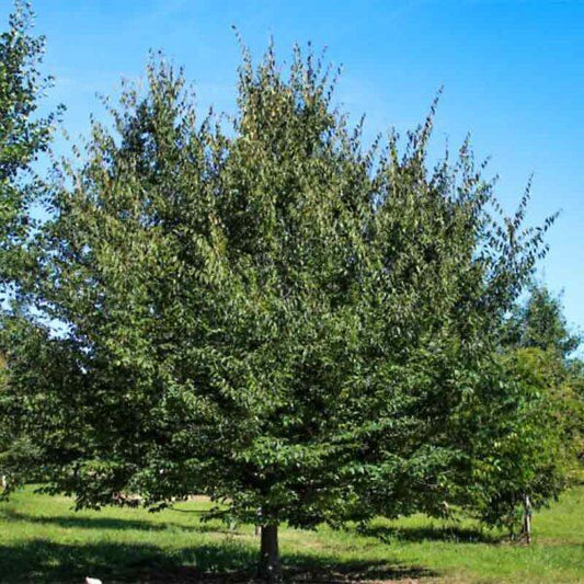 Carpinus Caroliniana Single Stem - View 10 from www redcrocus com