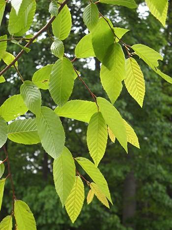 Carpinus Caroliniana Single Stem - View 15 from www redcrocus com