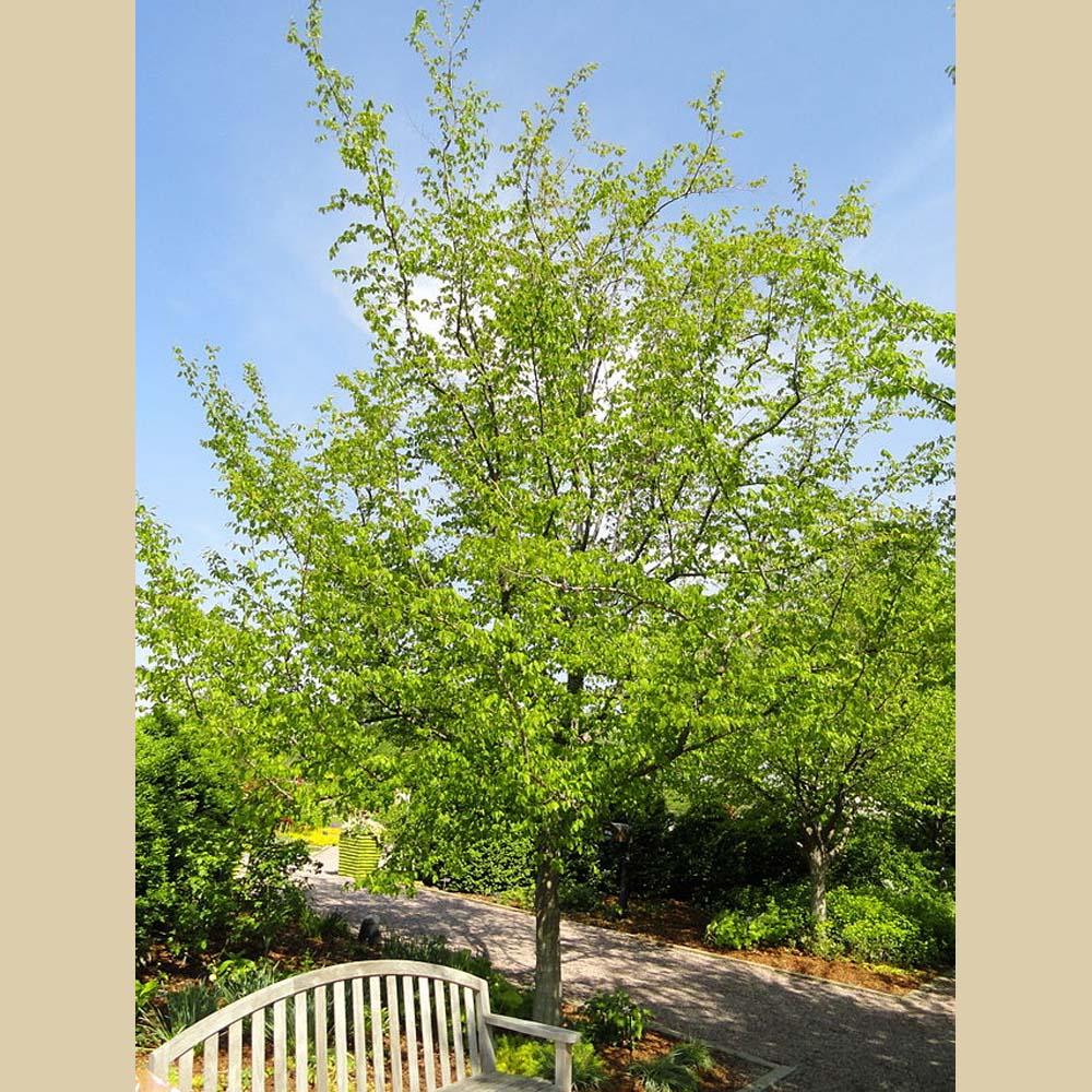 Carpinus Caroliniana Single Stem - View 18 from www redcrocus com