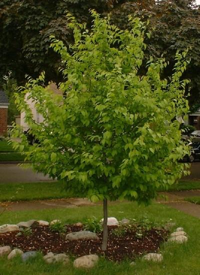 Carpinus Caroliniana Single Stem - View 1 from www redcrocus com