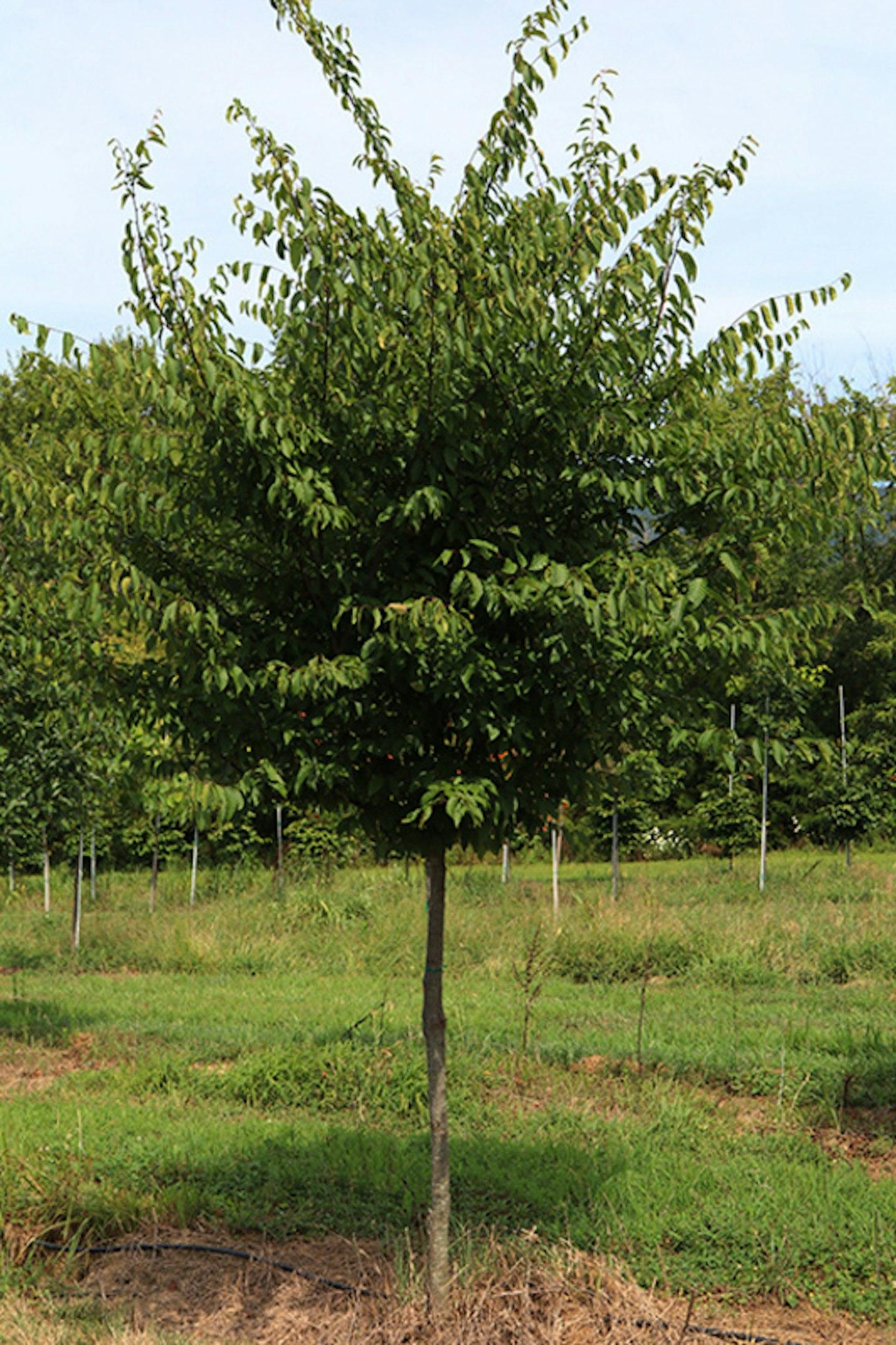 Carpinus Caroliniana Single Stem - View 2 from www redcrocus com