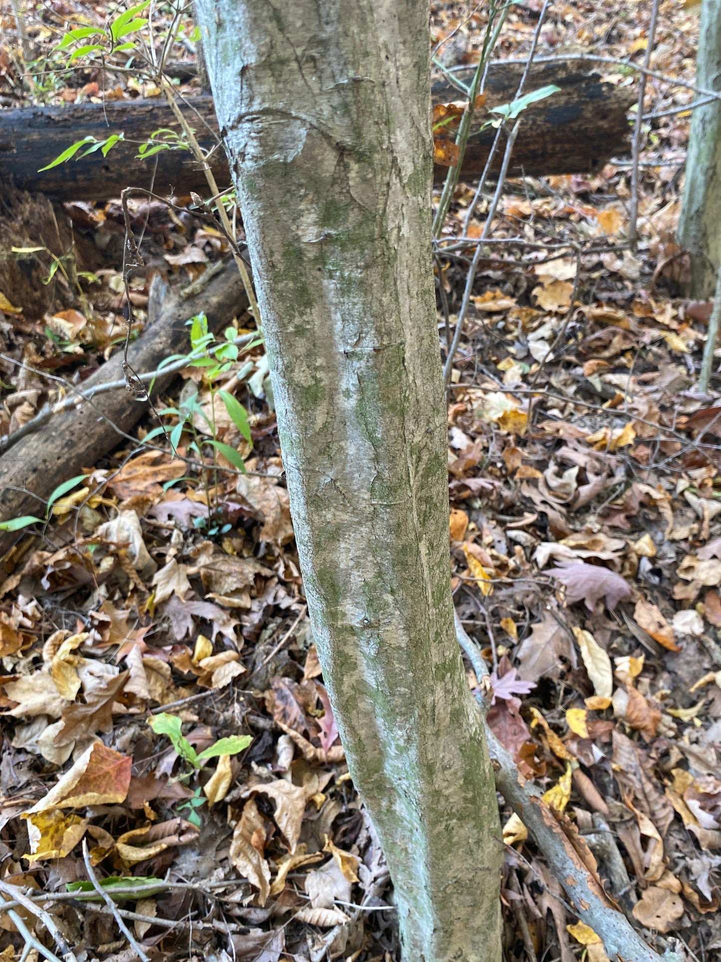 Carpinus Caroliniana Single Stem - View 8 from www redcrocus com