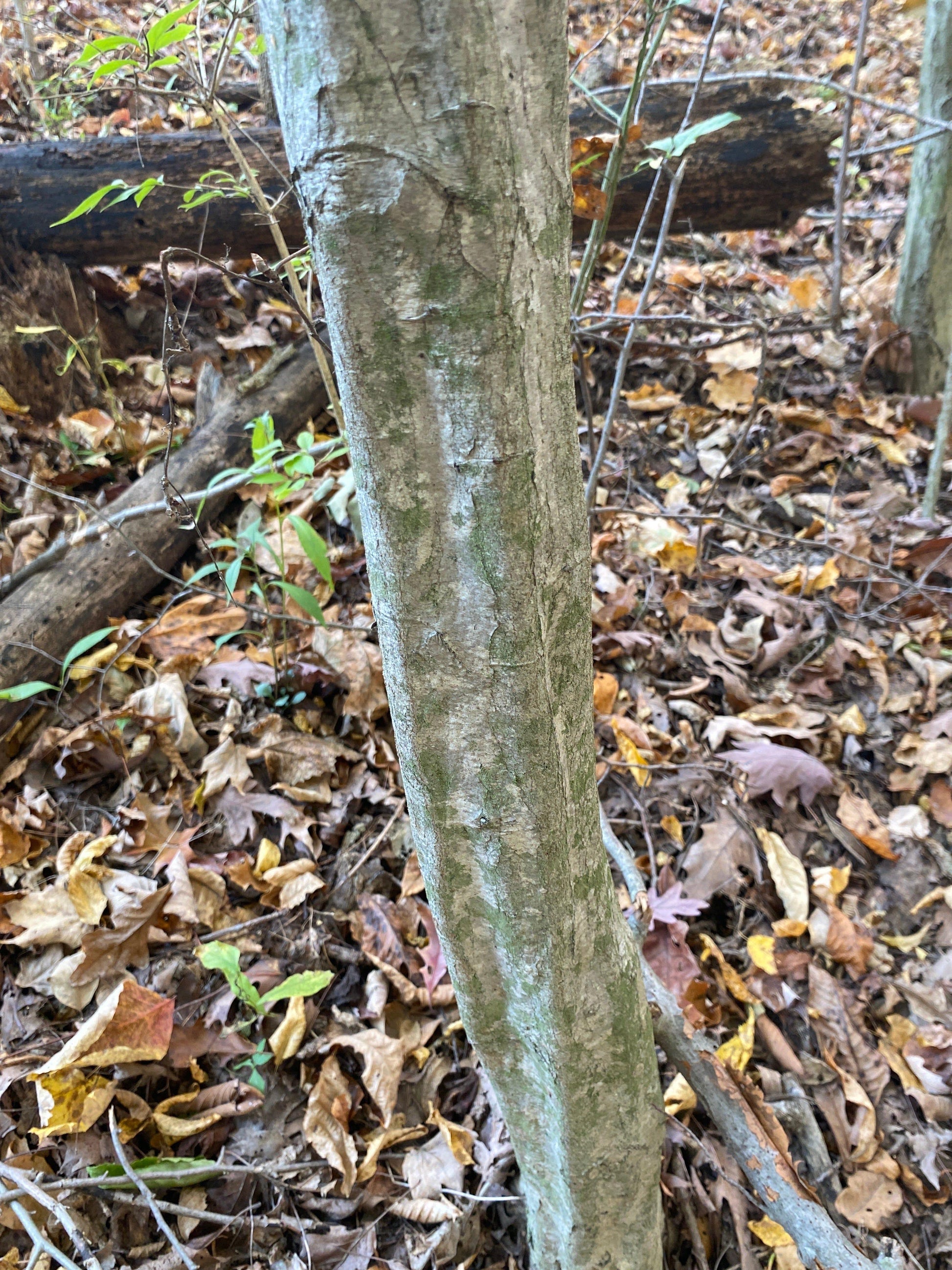 Carpinus Caroliniana Single Stem - View 8 from www redcrocus com