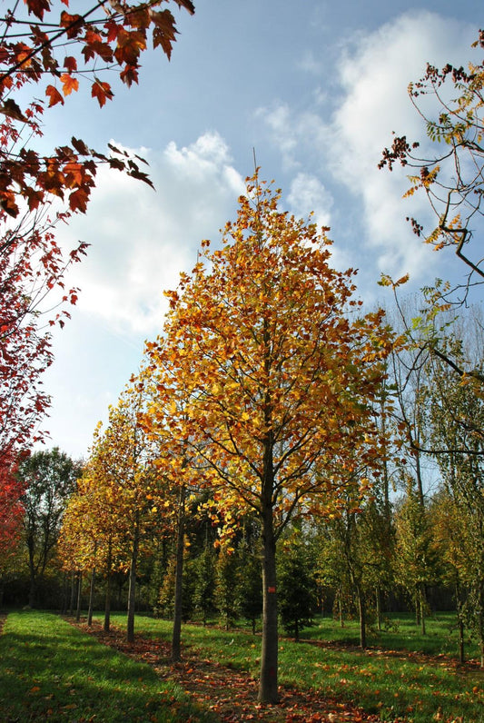 Liriodendron Tulipifera - View 10 from www redcrocus com
