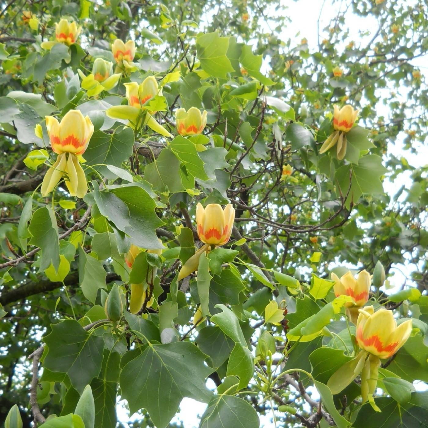 Liriodendron Tulipifera - View 18 from www redcrocus com