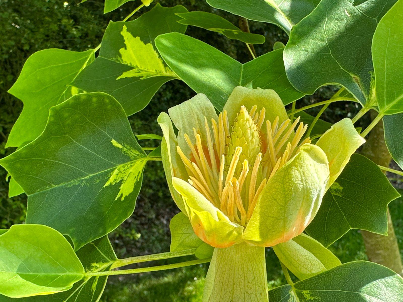 Liriodendron Tulipifera - View 19 from www redcrocus com