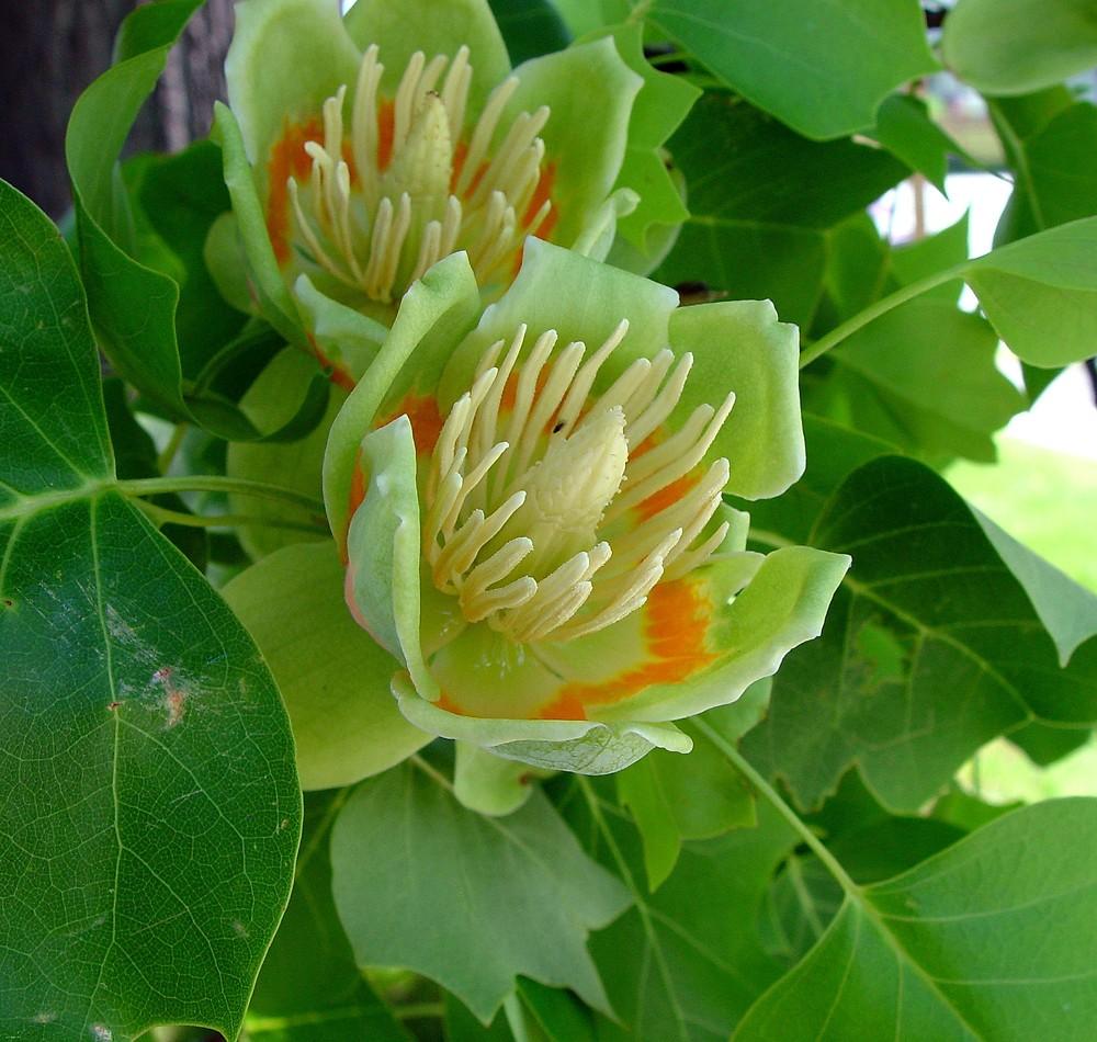 Liriodendron Tulipifera - View 5 from www redcrocus com