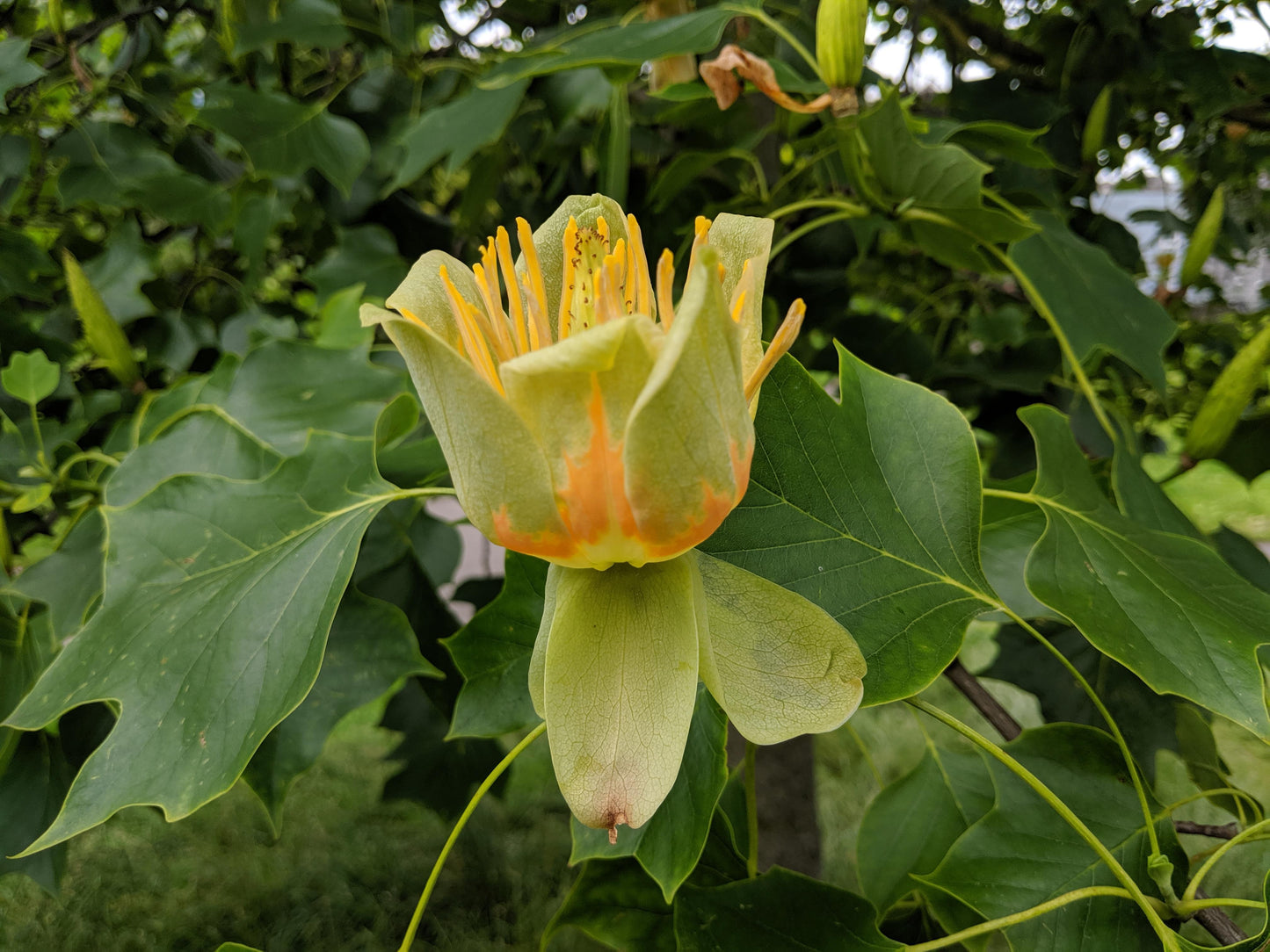 Liriodendron Tulipifera - View 9 from www redcrocus com