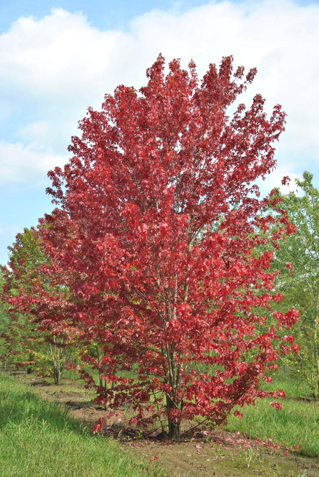 Acer X Freemanii Autumn Blaze - View 14 from www redcrocus com
