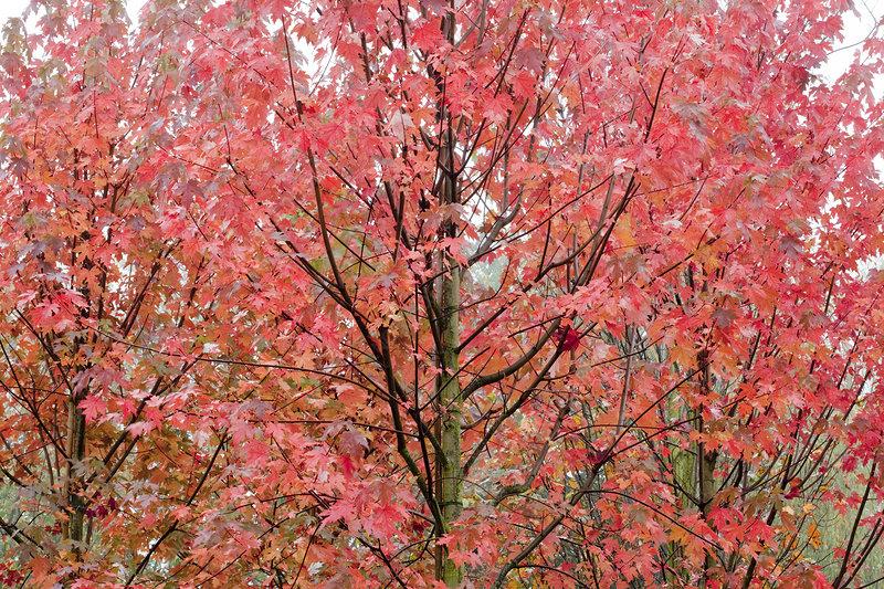 Acer X Freemanii Autumn Blaze - View 15 from www redcrocus com