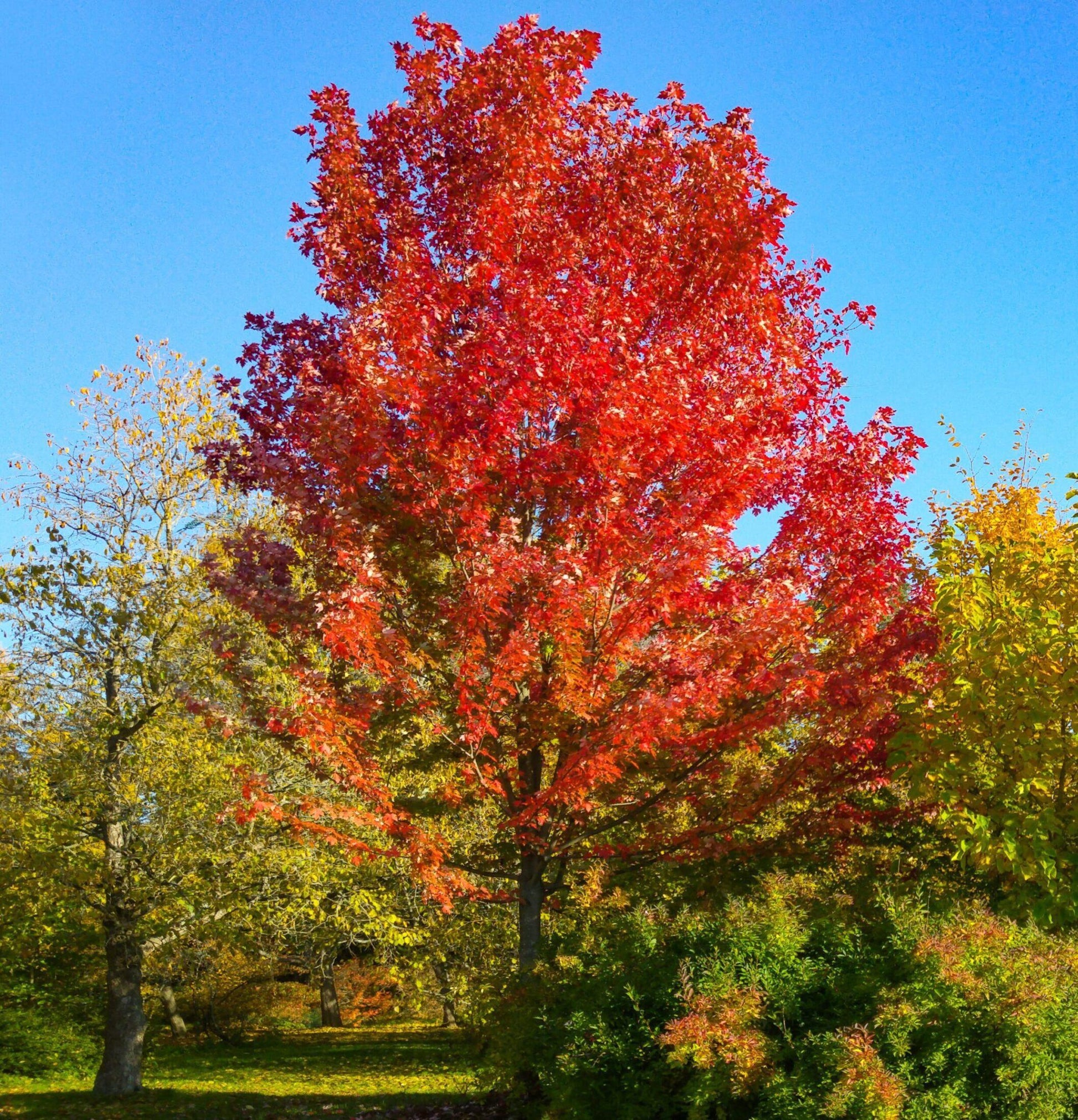 Acer X Freemanii Autumn Blaze - View 16 from www redcrocus com