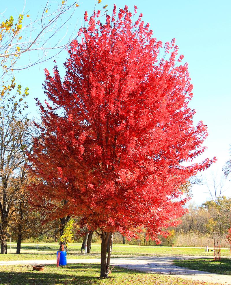 Acer X Freemanii Autumn Blaze - View 3 from www redcrocus com