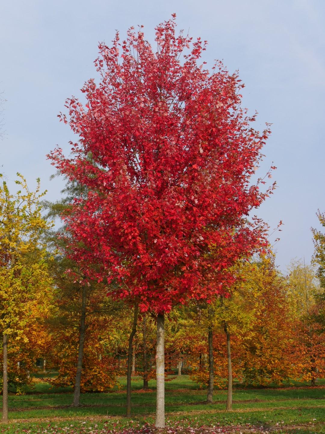 Acer X Freemanii Autumn Blaze - View 4 from www redcrocus com