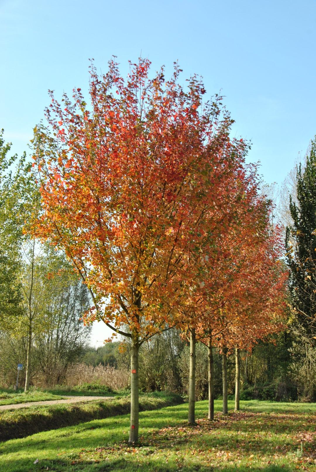 Acer X Freemanii Autumn Blaze - View 5 from www redcrocus com