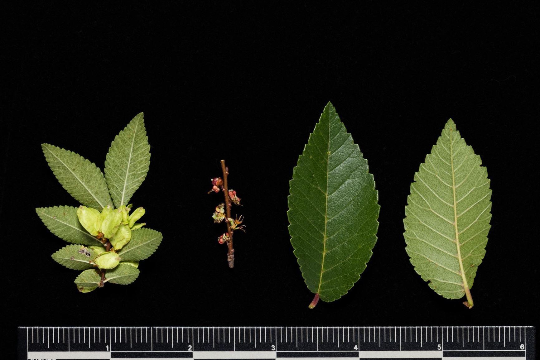 Ulmus Parvifolia Allee - View 13 from www redcrocus com
