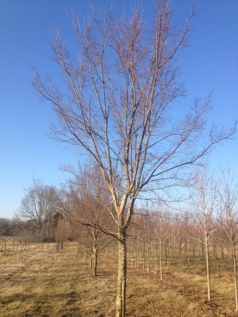 Ulmus Parvifolia Allee - View 18 from www redcrocus com