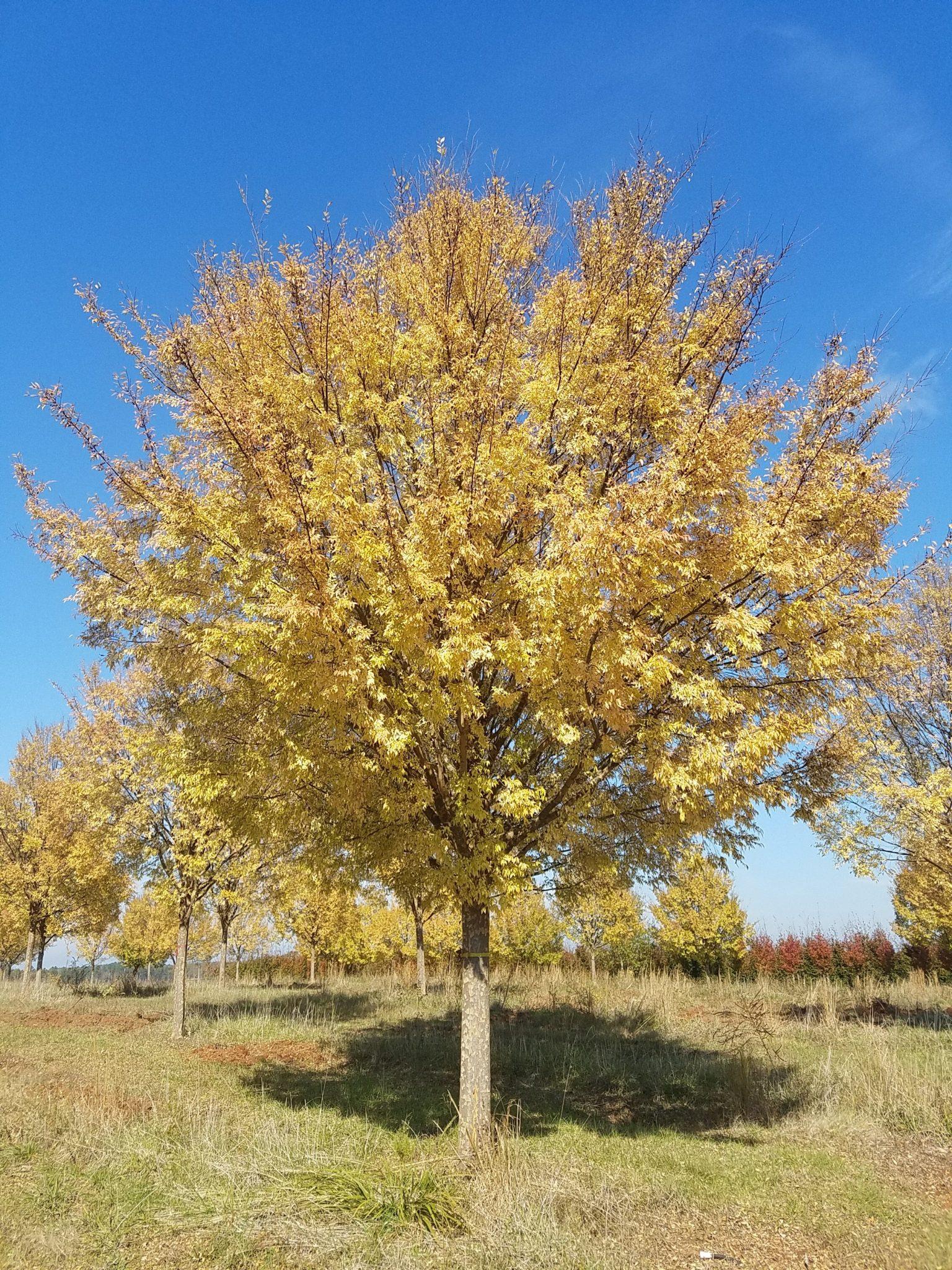 Ulmus Parvifolia Allee - View 1 from www redcrocus com