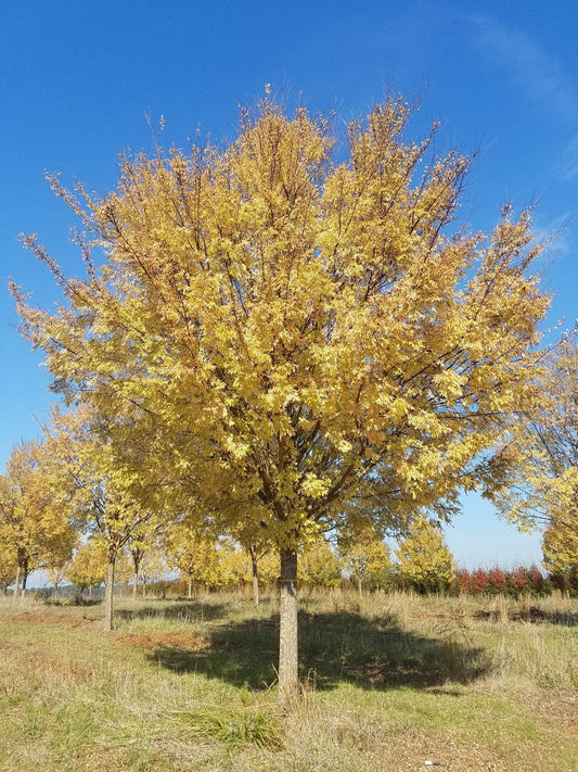 Ulmus Parvifolia Allee - View 1 from www redcrocus com
