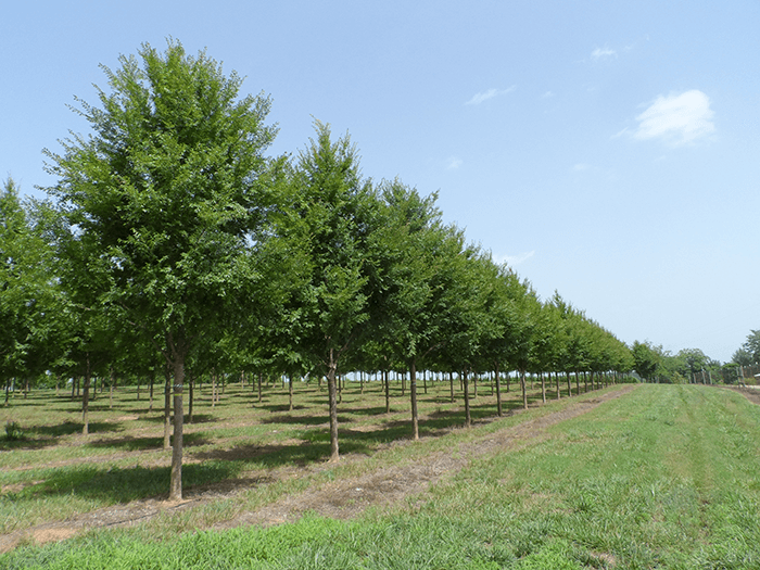 Ulmus Parvifolia Allee - View 2 from www redcrocus com