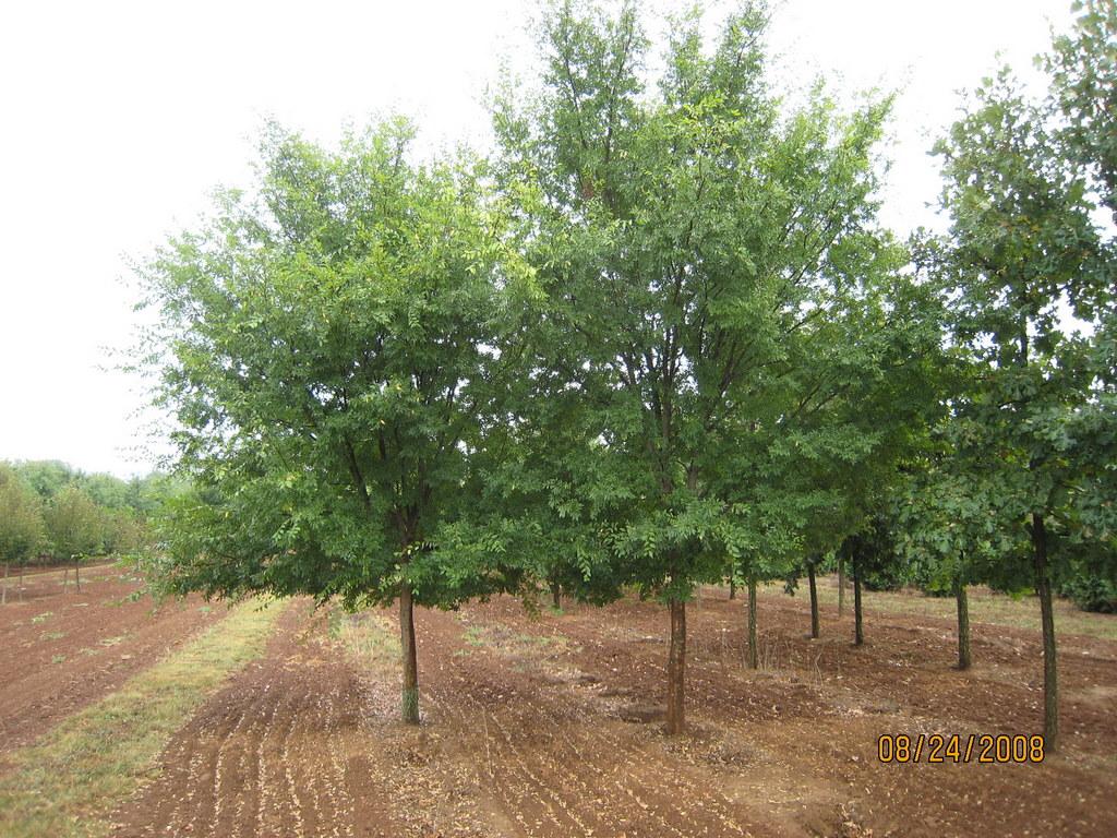 Ulmus Parvifolia Allee - View 7 from www redcrocus com