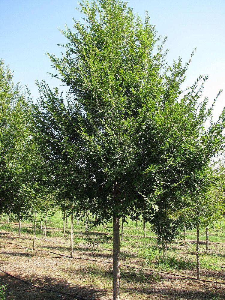 Ulmus Parvifolia Allee - View 8 from www redcrocus com
