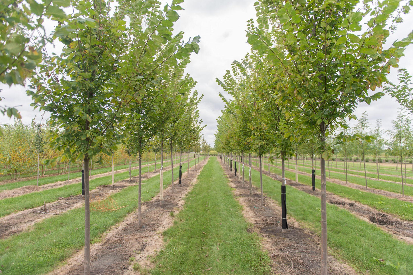 Ulmus Americana Princeton - View 14 from www redcrocus com