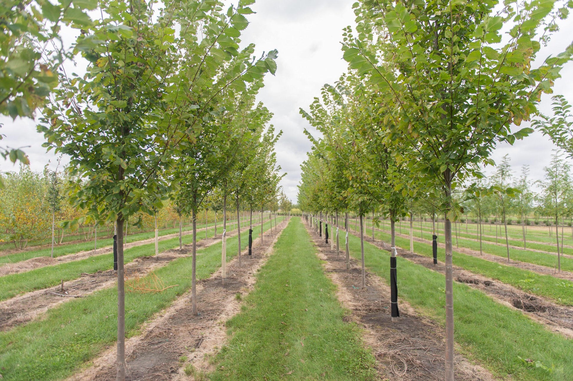 Ulmus Americana Princeton - View 14 from www redcrocus com