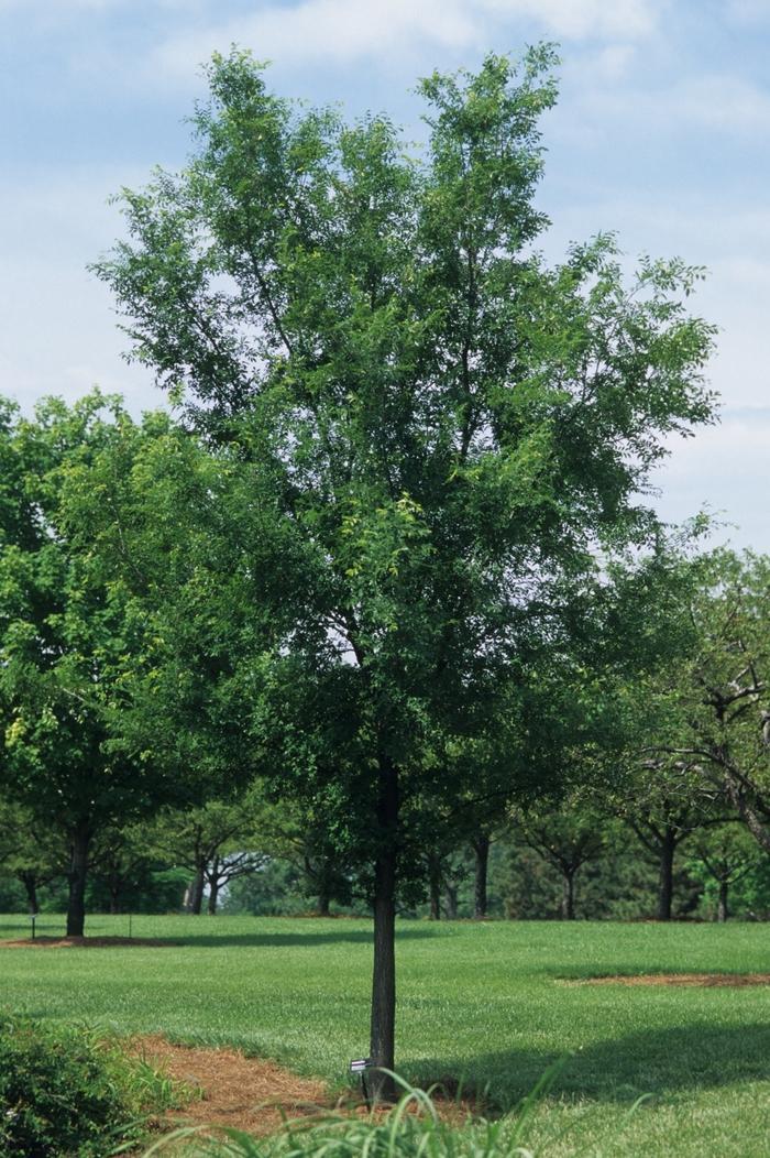 Ulmus Americana Princeton - View 18 from www redcrocus com