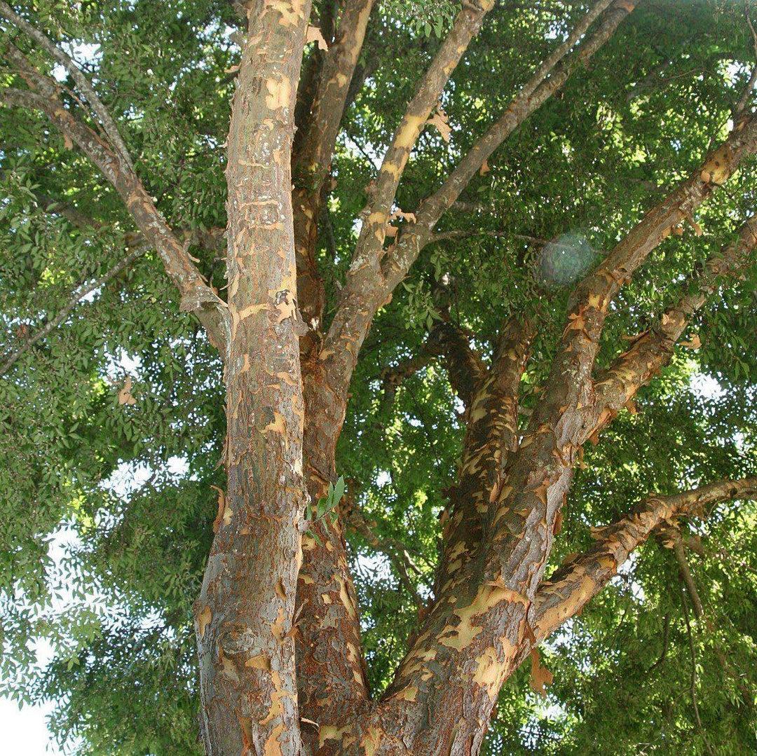 Ulmus Parvifolia 'allee' - View 10 from www redcrocus com